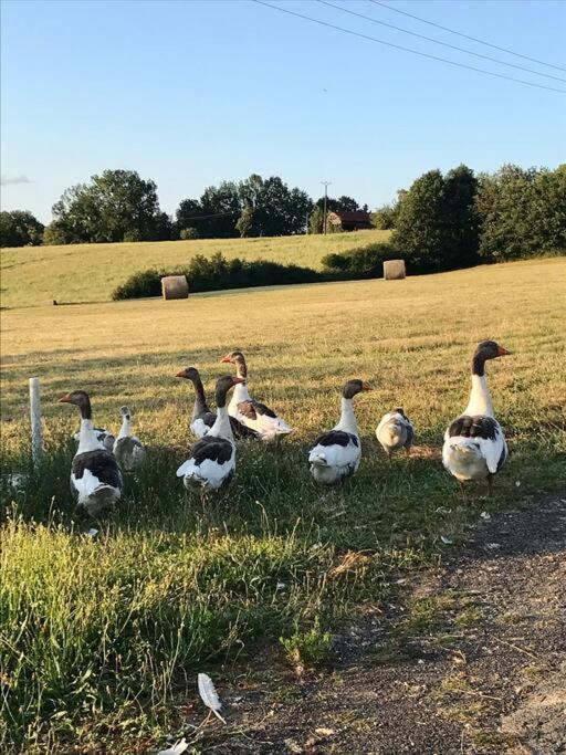 « Le Vieux Hangar » Gite A La Ferme Le Buisson-de-Cadouin Bagian luar foto